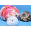 imageCC Knit Beanie with 2 Detachable Matching and Natural Poms  Soft Cuffed Winter Hat Warm Stretchy Skull CapTie Dye Orange  Peach