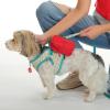 imageCC Mini Detachable Sling Backpack Keychain  MultiColorRed